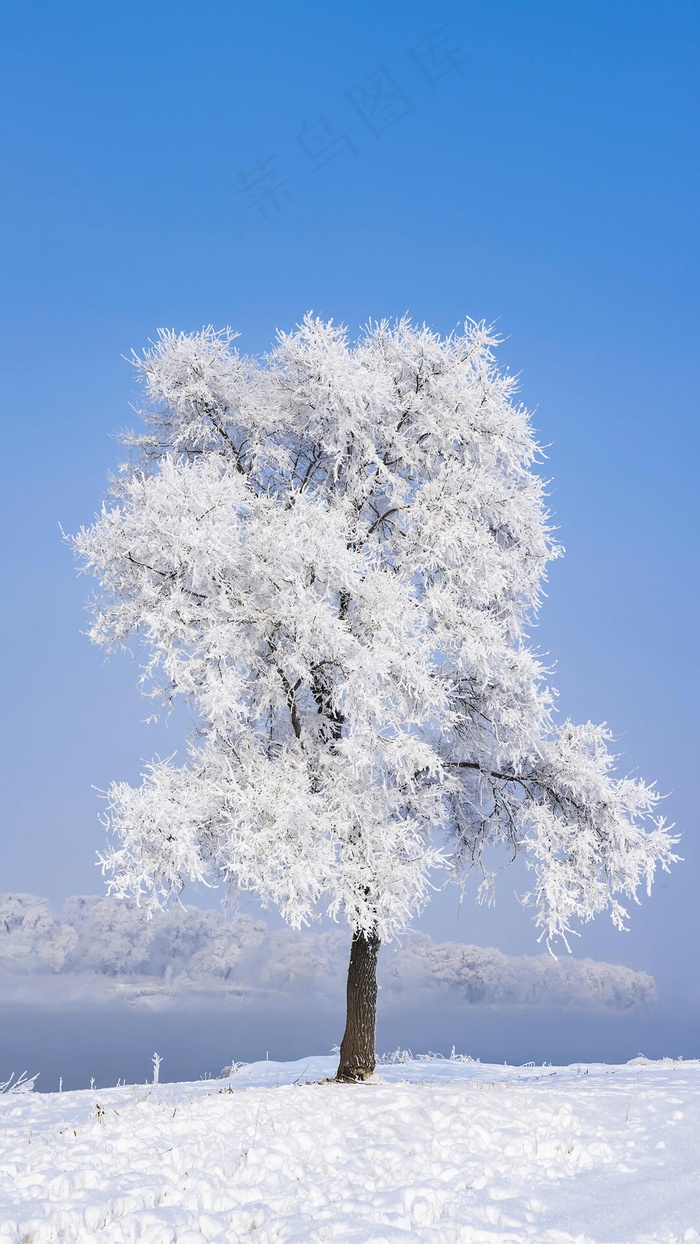 被雪覆盖的树高清摄影图片