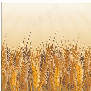 小麦矢量图片