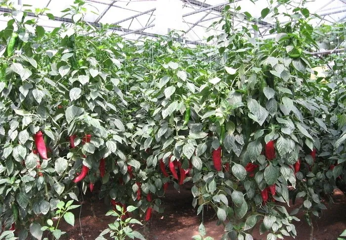 寿光蔬菜博览会图片