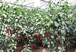 寿光蔬菜博览会图片