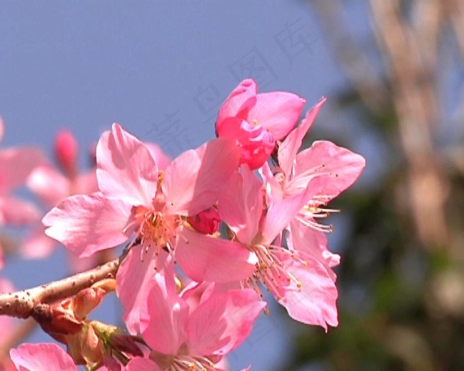 蜂恋花