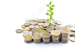 金币嫩芽小树苗孵化培育理财商务金融财富主题素材