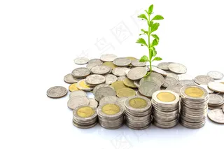 金币嫩芽小树苗孵化培育理财商务金融财富主题素材