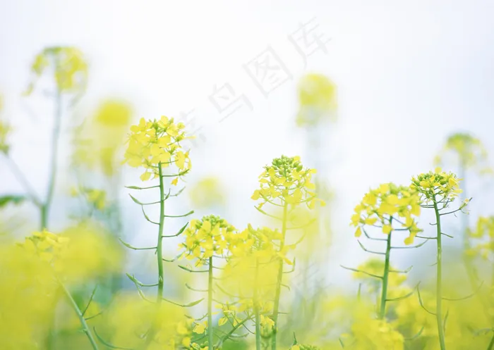 梦幻油菜花背景素材图片