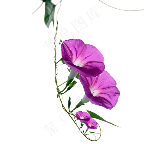卡通牵牛花喇叭花PNG花卉素材