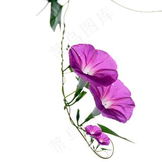 卡通牵牛花喇叭花PNG花卉素材