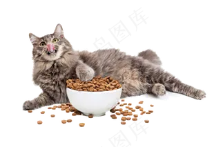 卡通多款猫咪造型设计PNG素材搞怪...