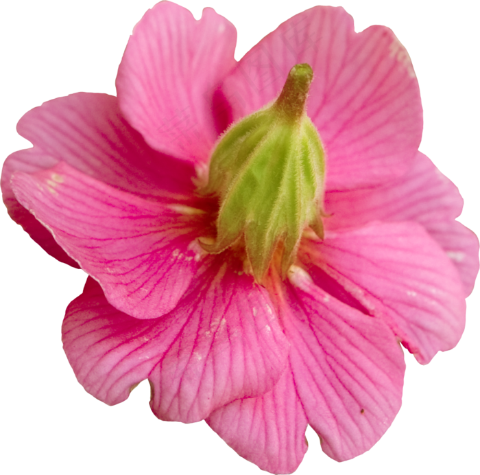 红色花卉