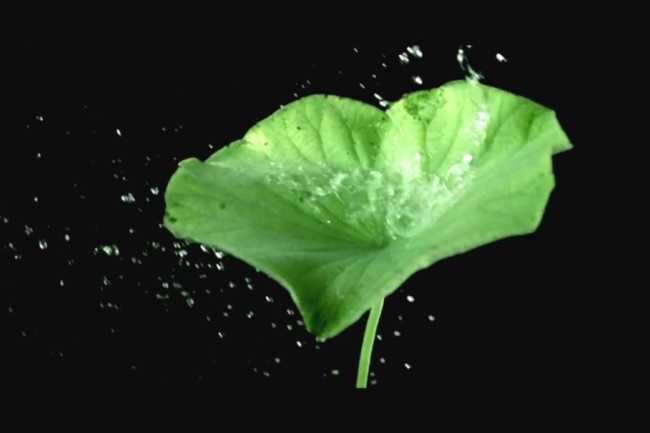 荷叶水滴视频素材模板下载