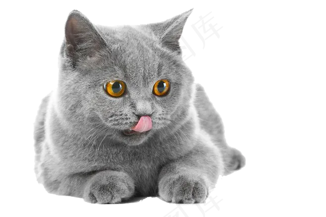 可爱的灰色小猫咪