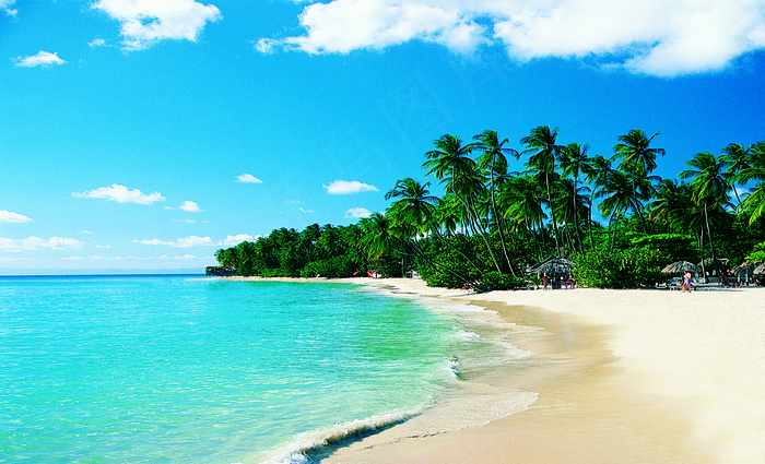 夏日海滩椰树图片