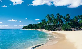 夏日海滩椰树图片