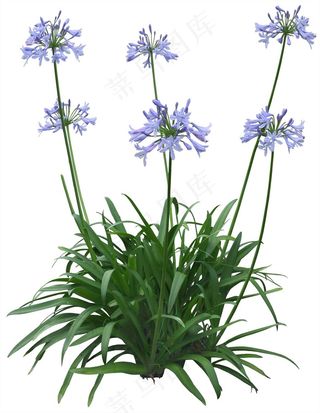 高清免抠植物百子兰
