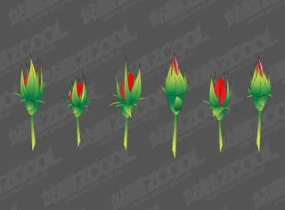 玫瑰花蕾矢量素材