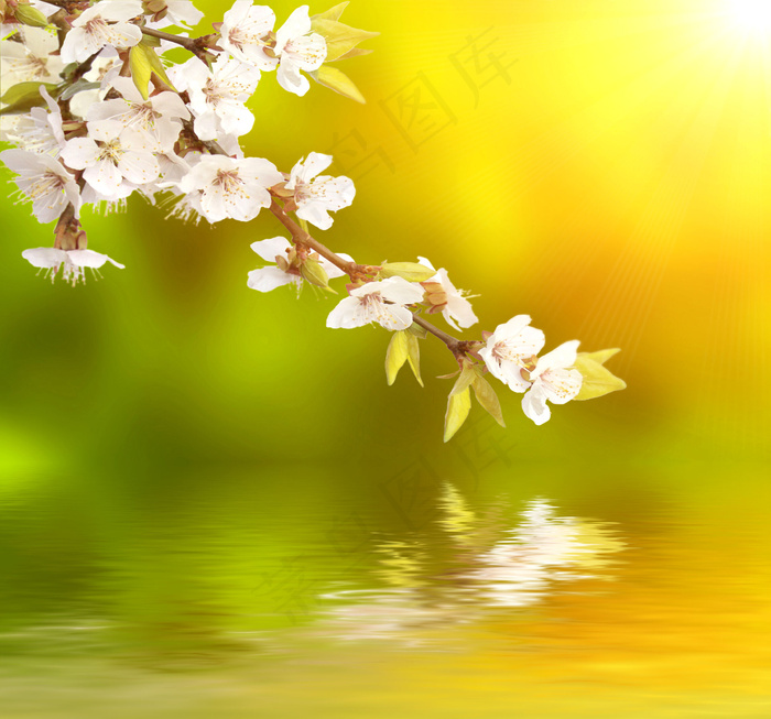 唯美花朵枝条水中倒影