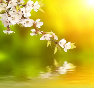 唯美花朵枝条水中倒影