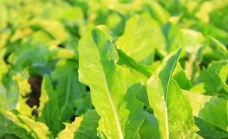 冬日 暖洋洋的油麦菜图片