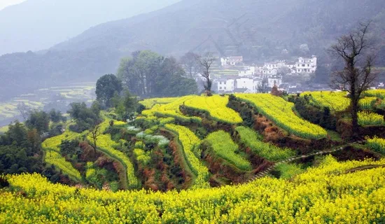 婺源行 油菜花 春天图片 婺源行 油菜花 春天图片