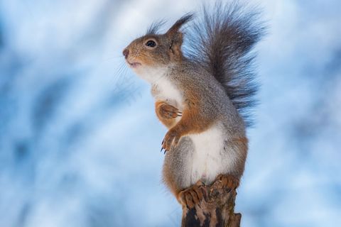 蓝天下的松鼠图片