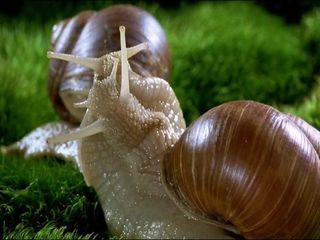 蜗牛交配素材下载