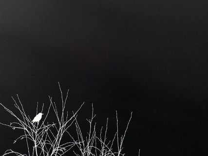 黑色背景 树枝小鸟 黑色纹路背景