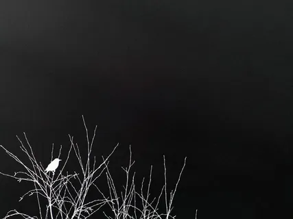 黑色背景 树枝小鸟 黑色纹路背景 黑色背景 树枝小鸟 黑色纹路背景