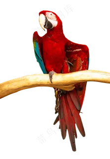 红色金刚鹦鹉红色金刚鹦鹉