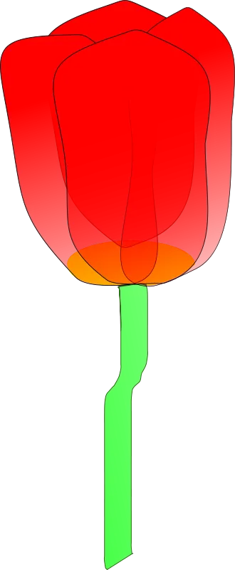 郁金香