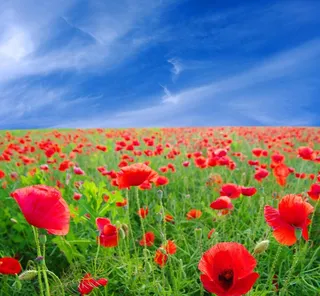 蓝天 白云 绿草 红花图片