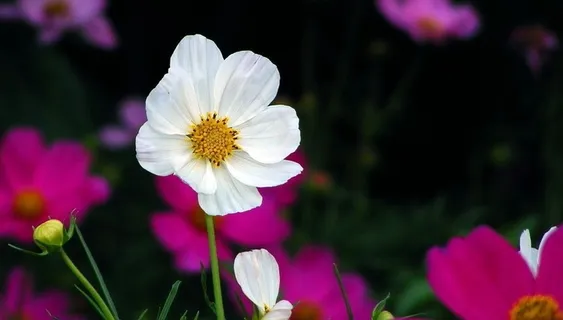 白色小花图片 白色小花图片