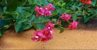 风吹动地面旁枚红色的花