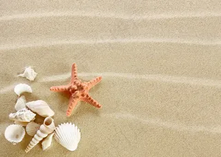 沙滩海星贝壳图片