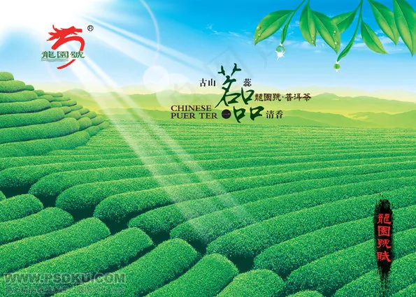 茶林 茶叶