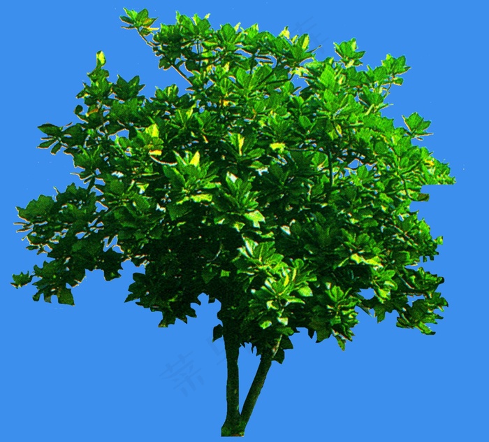 面包树-果树-灌木类——植物素材