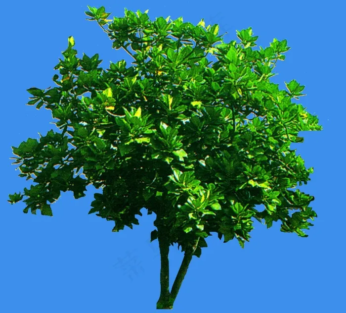 面包树-果树-灌木类——植物素材