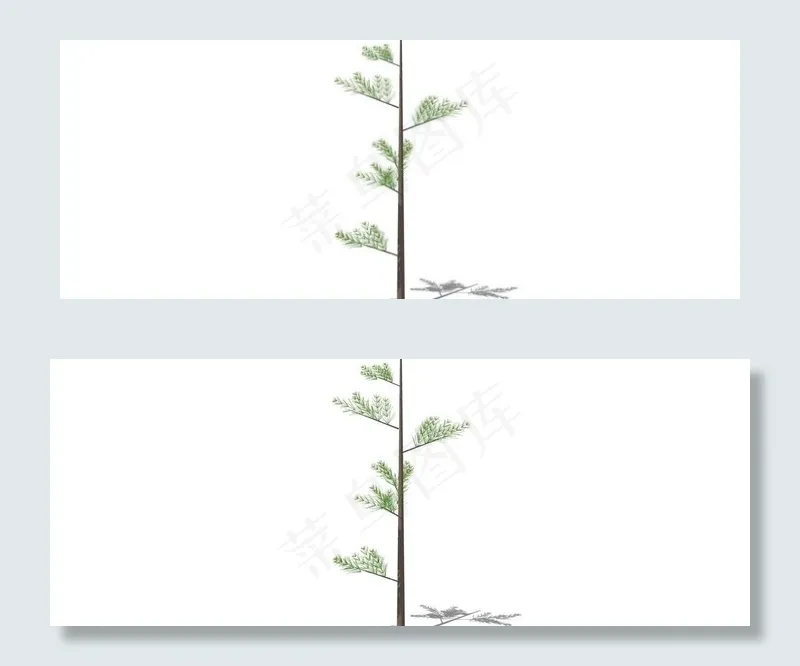景观树
