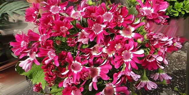 春天的花朵图片 春天的花朵图片