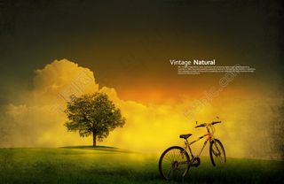 草地上的自行车和绿树