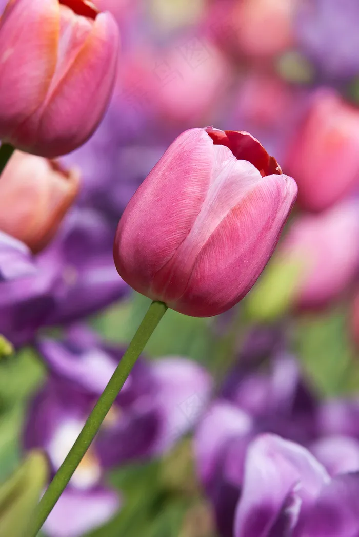 郁金香花束背景图