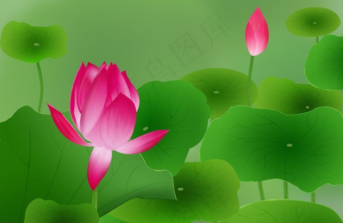 手绘荷花图片(3508X2480(DPI:300))psd模版下载