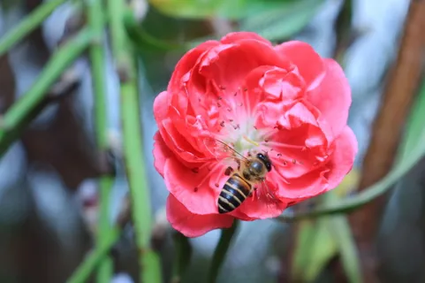 桃花和小蜜蜂图片 桃花和小蜜蜂图片