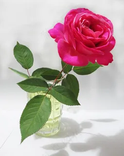 月季花图片 月季花图片