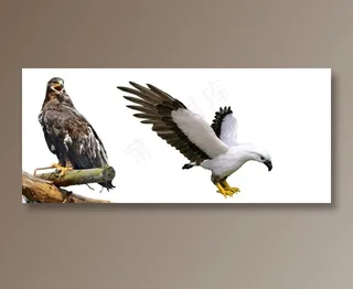 老鹰 免抠素材PSD分层