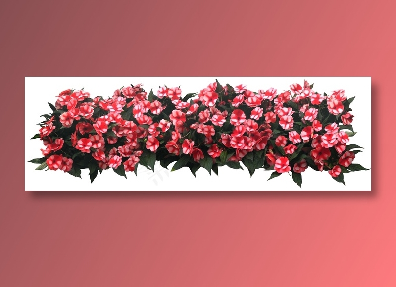 高清免抠植物洋凤仙