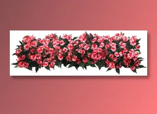 高清免抠植物洋凤仙