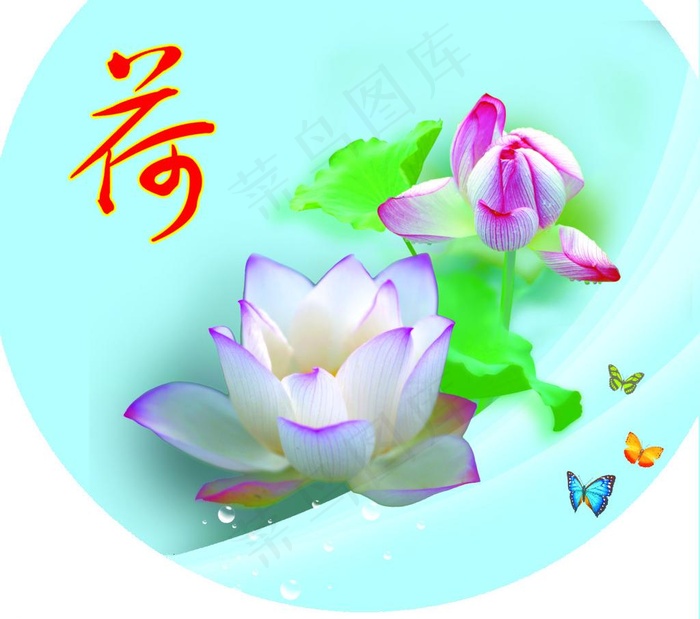 美丽的荷花图片