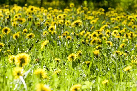 黄色的蒲公英花
