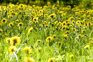 黄色的蒲公英花
