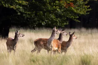 草地上的鹿图片