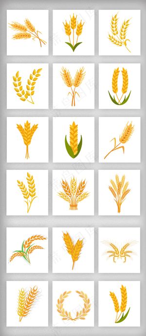 小麦稻谷小满png免扣素材